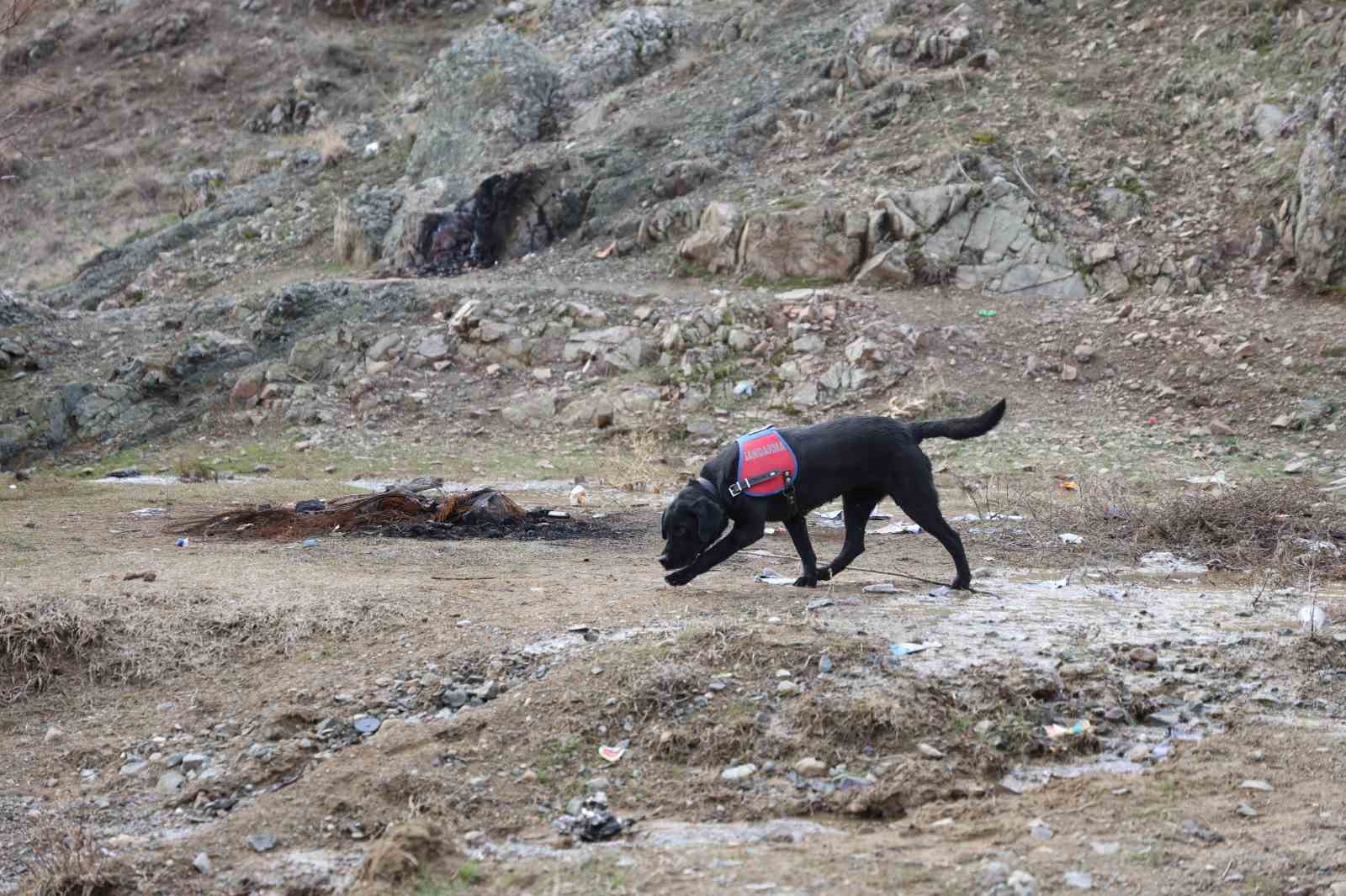 Jandarmanın iz takip köpeği "Salkım" kayıp şahıs için sahada
