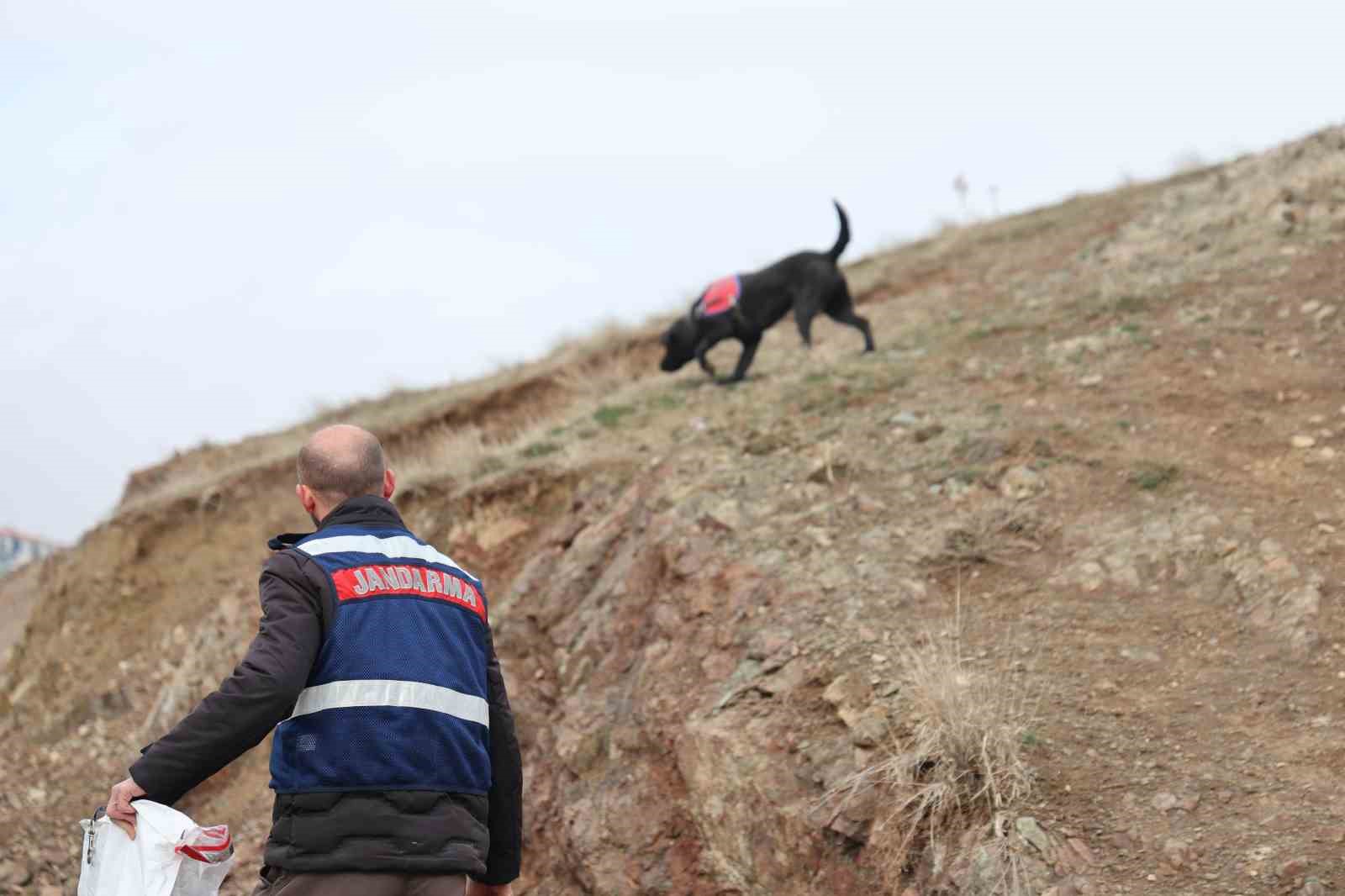 Jandarmanın iz takip köpeği "Salkım" kayıp şahıs için sahada
