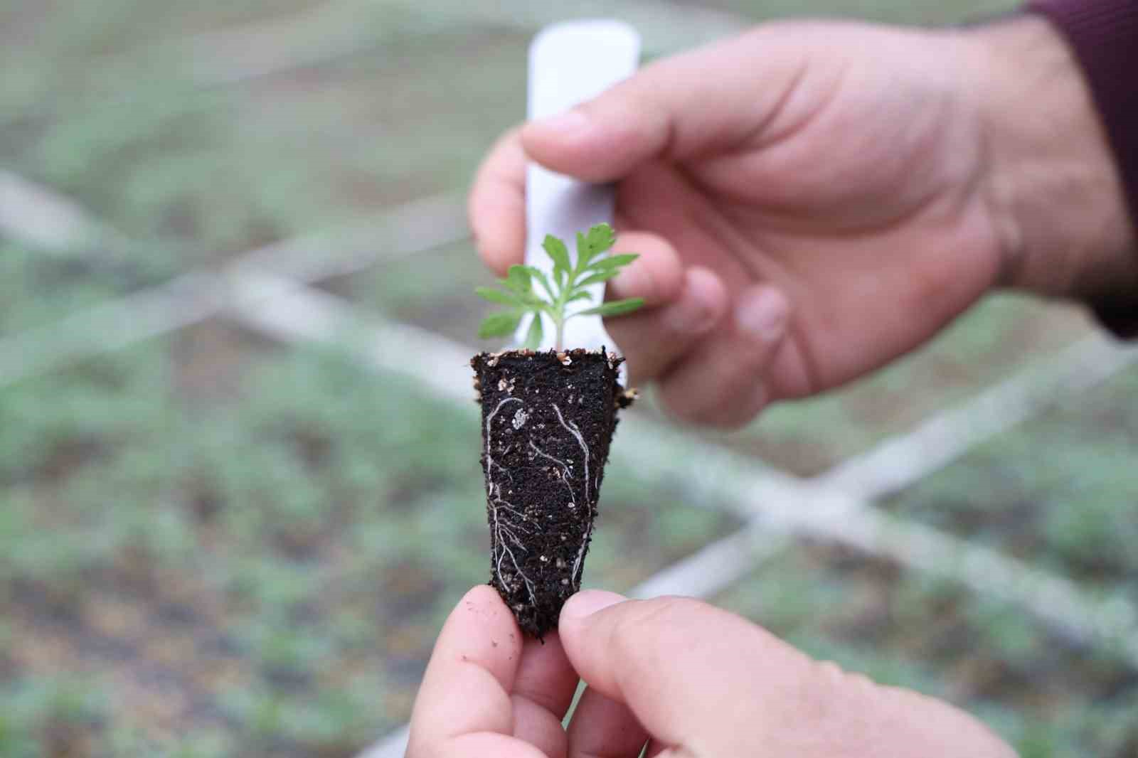 Jeotermal tesiste üretilen çiçekler, kentin renklenmesinde önemli rol alıyor
