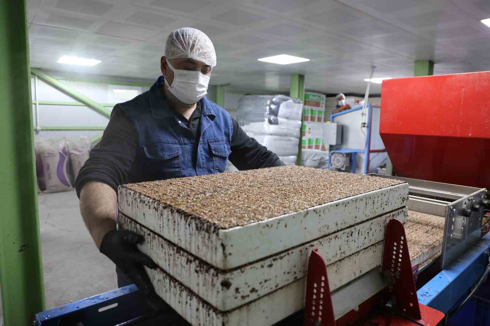 Jeotermal tesiste üretilen çiçekler, kentin renklenmesinde önemli rol alıyor
