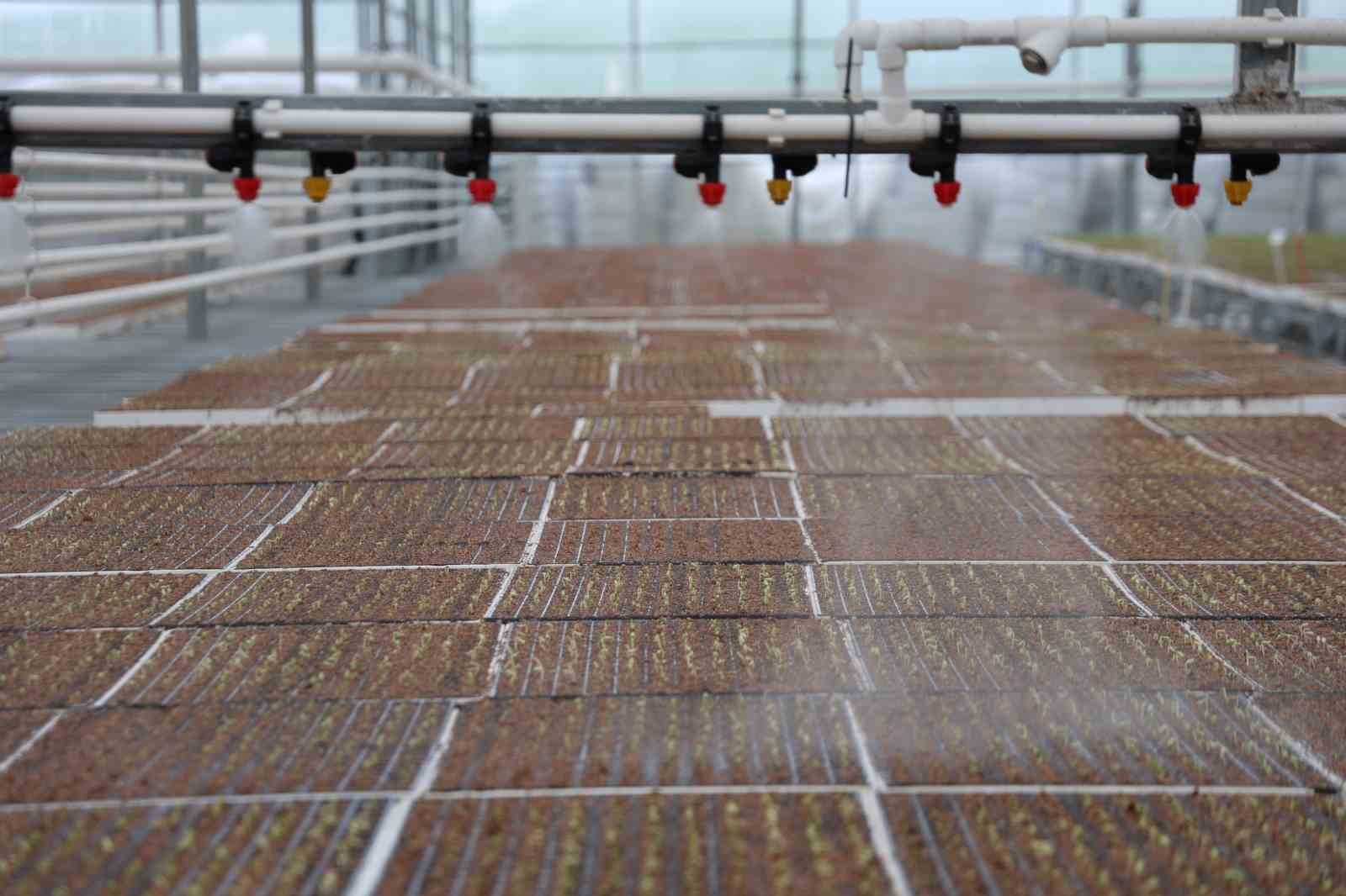 Jeotermal tesiste üretilen çiçekler, kentin renklenmesinde önemli rol alıyor
