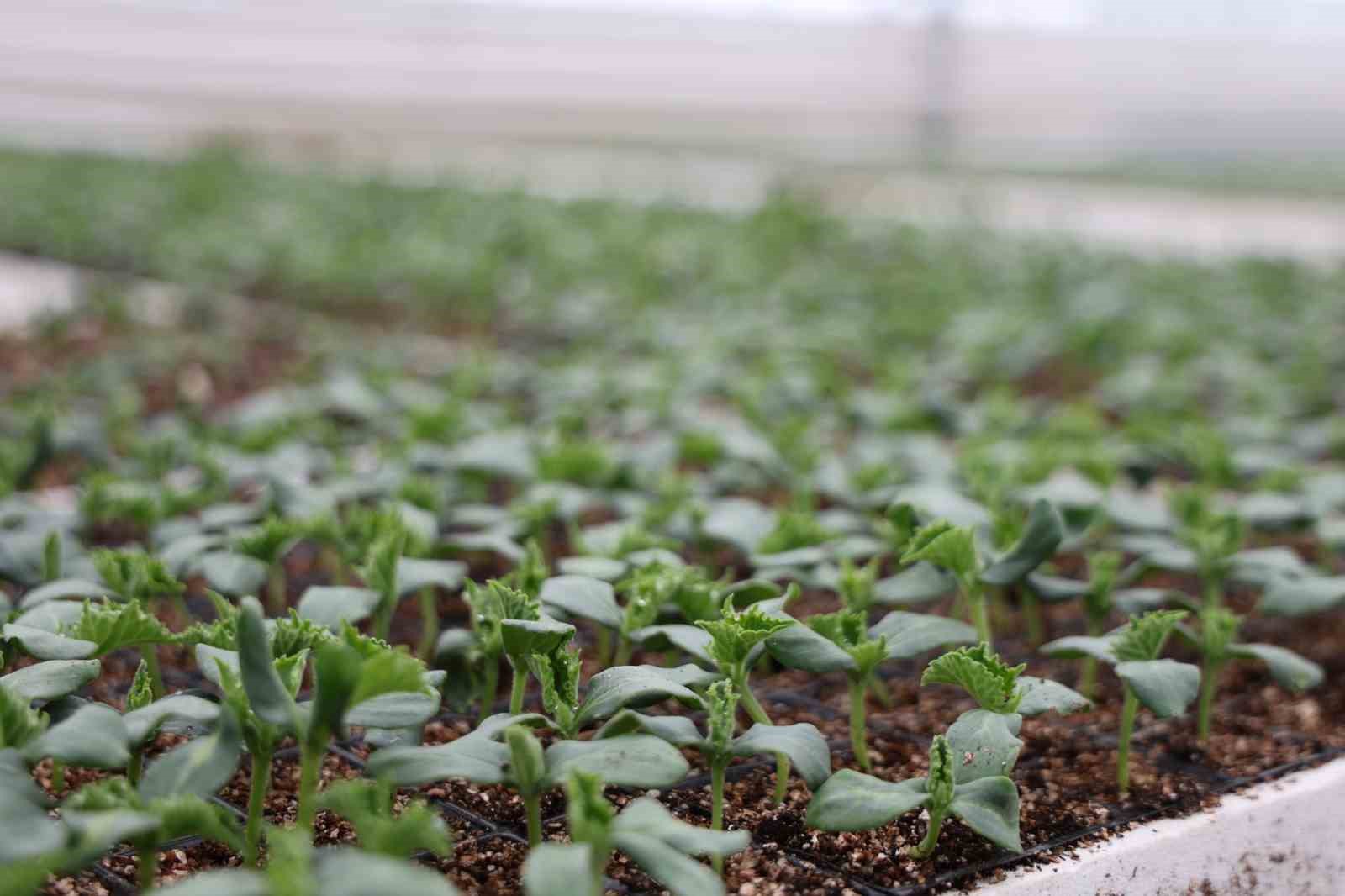 Jeotermal tesiste üretilen çiçekler, kentin renklenmesinde önemli rol alıyor
