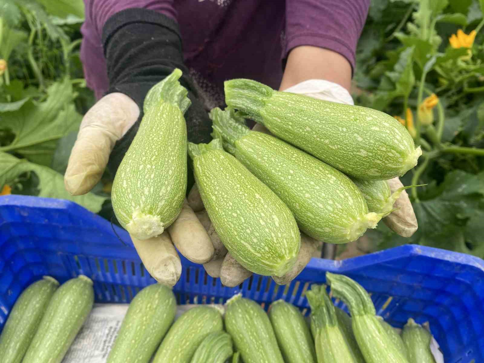 Kadın çiftçi hem üretiyor hem ihraç ediyor hem de pazarda satıyor
