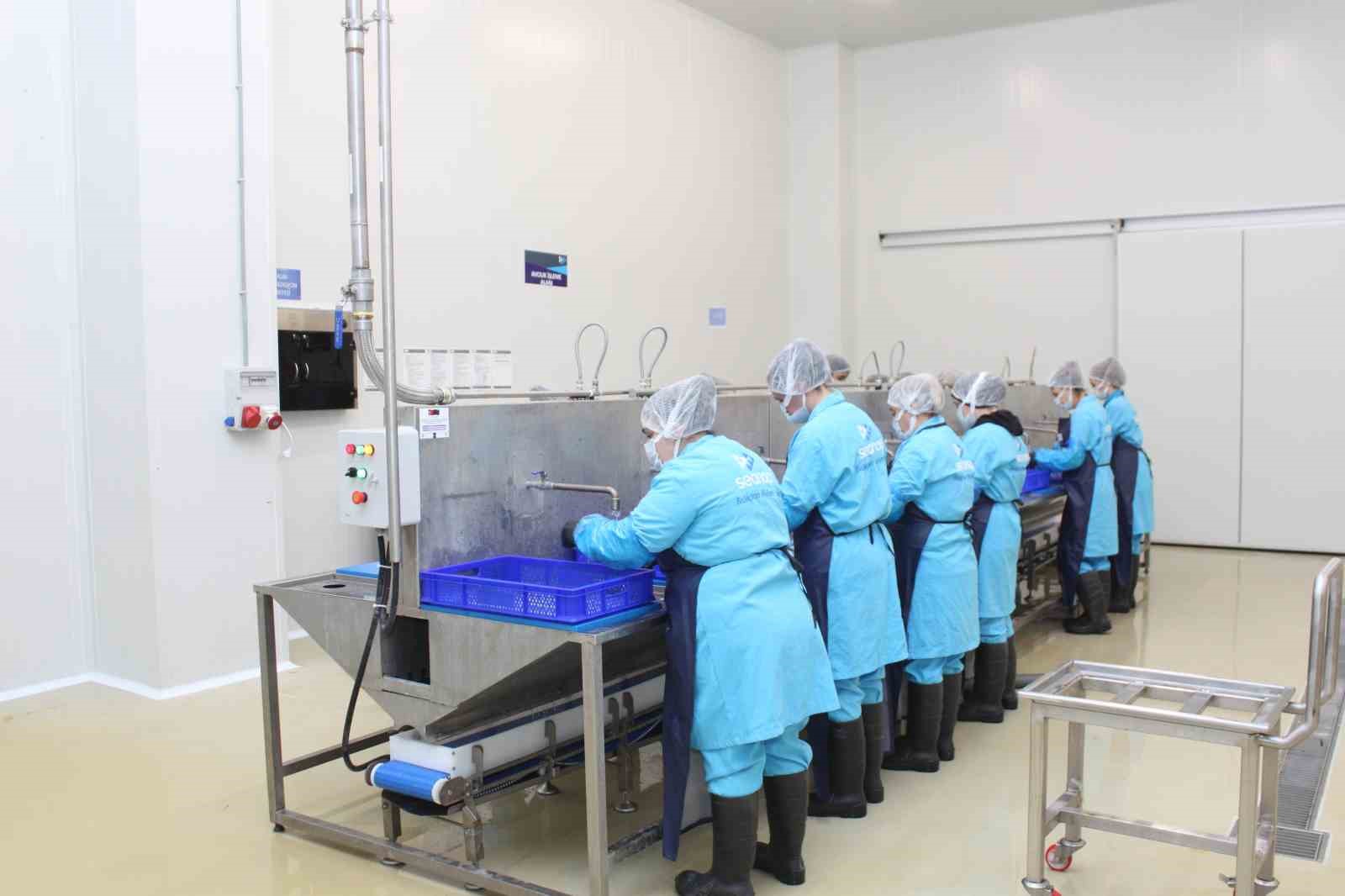 Kadın emeğiyle yükselen değer: Sinop lakerdası markalaşma yolunda
