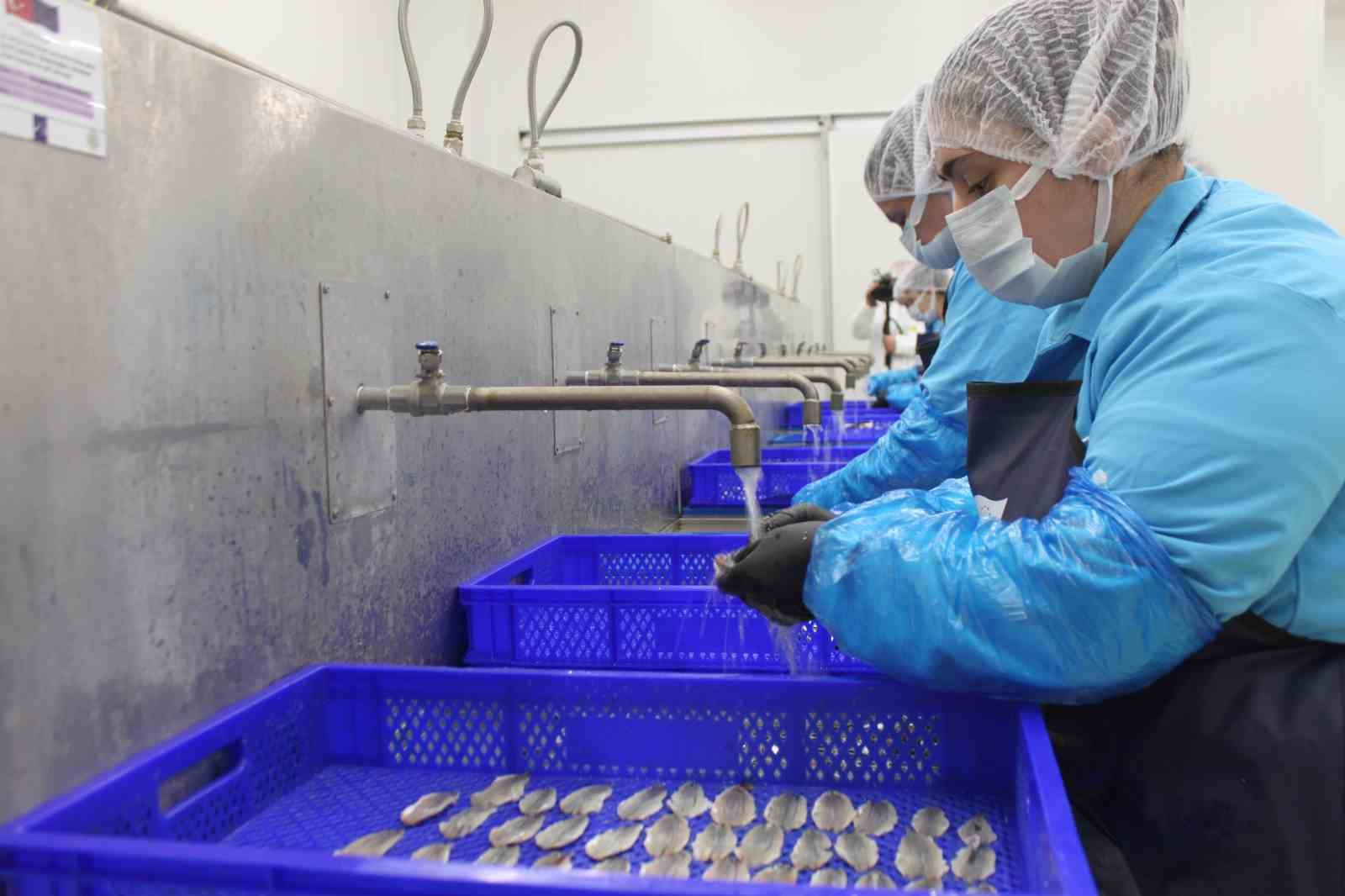 Kadın emeğiyle yükselen değer: Sinop lakerdası markalaşma yolunda
