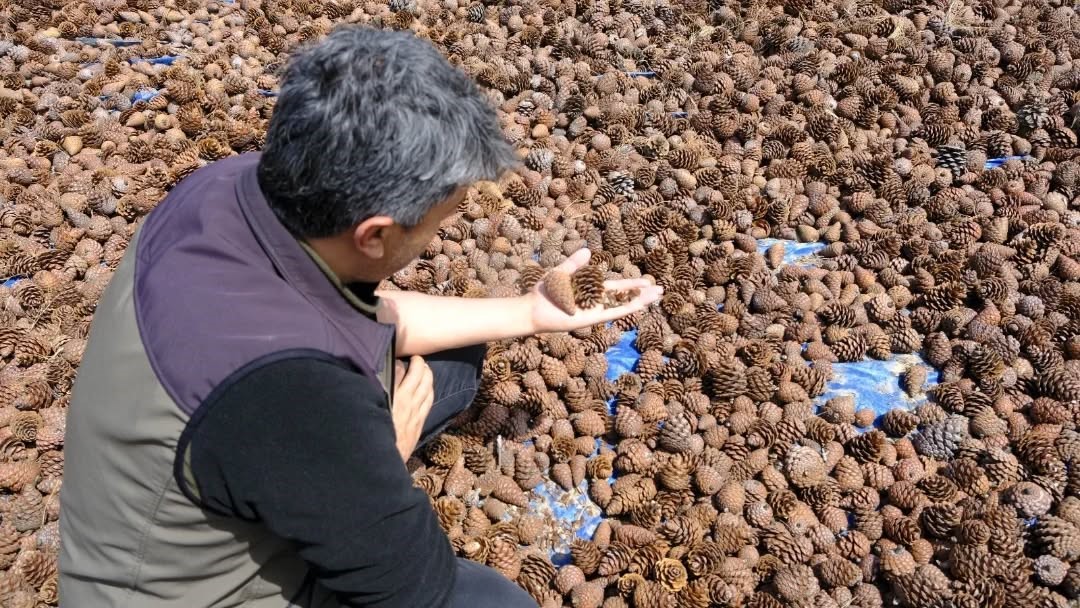 Kahramanmaraş’ta kızılçam tohumları sahaya hazırlanıyor
