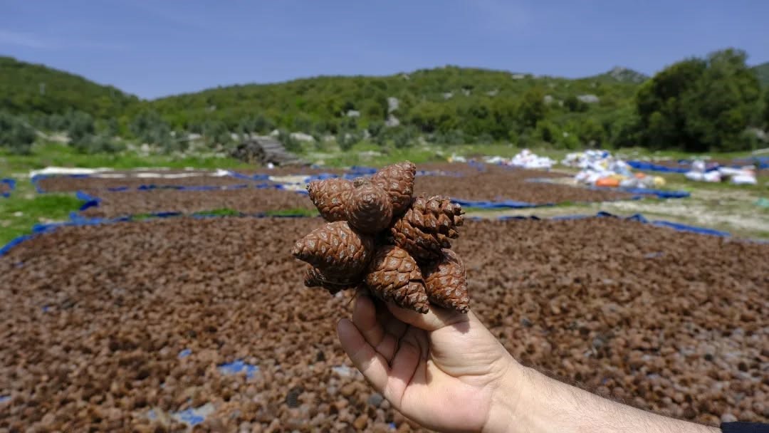 Kahramanmaraş’ta kızılçam tohumları sahaya hazırlanıyor

