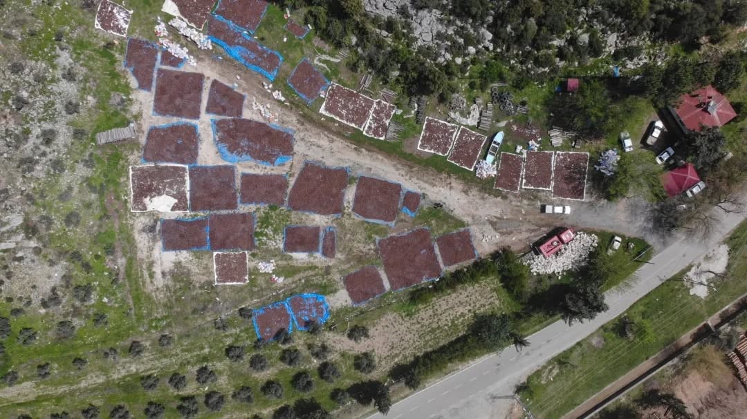 Kahramanmaraş’ta kızılçam tohumları sahaya hazırlanıyor
