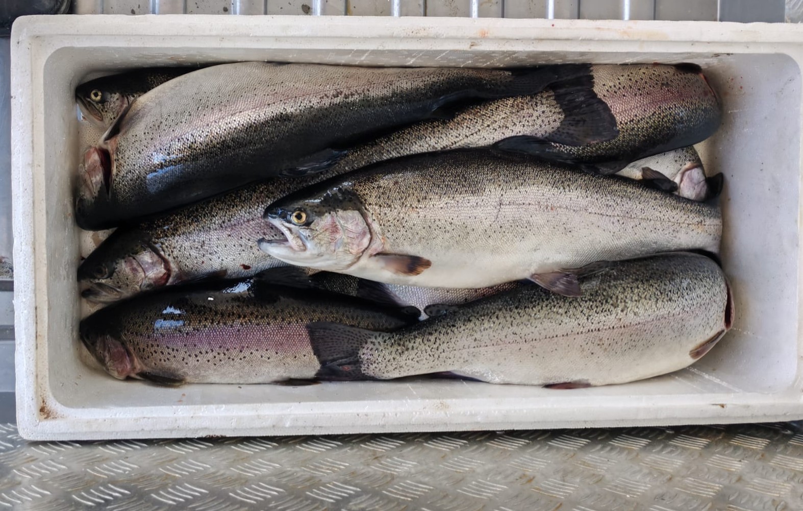 Kahramanmaraş’ta su ürünleri av yasağı başladı
