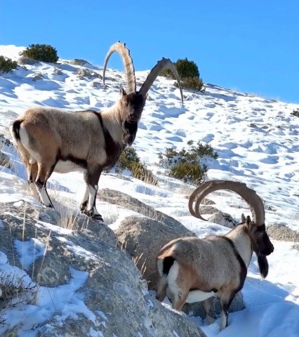 Kahramanmaraş’ta yaban keçileri görüntülendi
