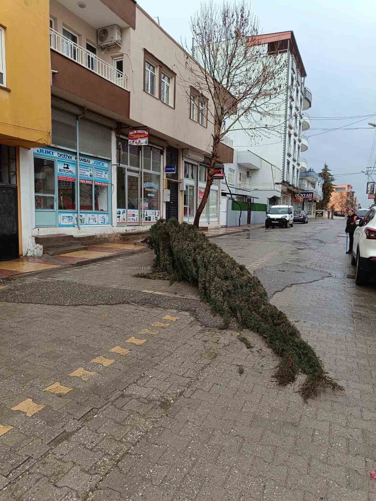 Kahta’da şiddetli rüzgar çam ağacını devirdi
