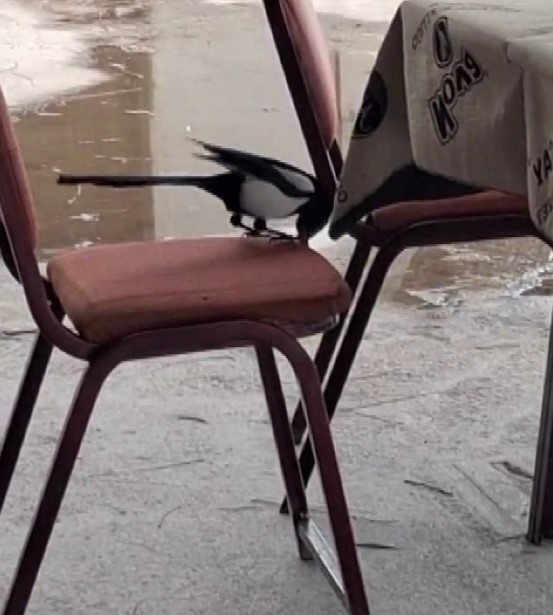 Kahvede oyun değil, saksağanın zekâsı izleniyor
Kahvede oyun değil, saksağanın zekâsı izleniyor