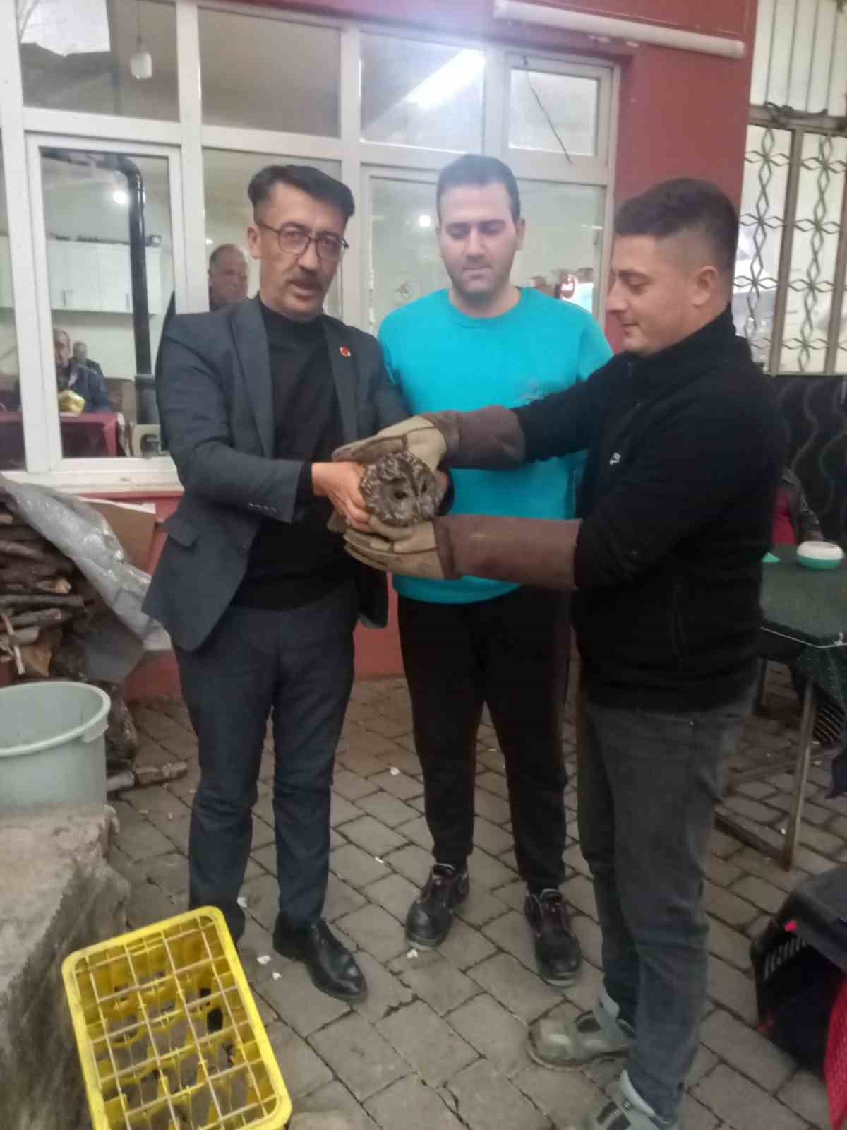 Kahvehane camına çarpan baykuş rehabilitasyona alındı
