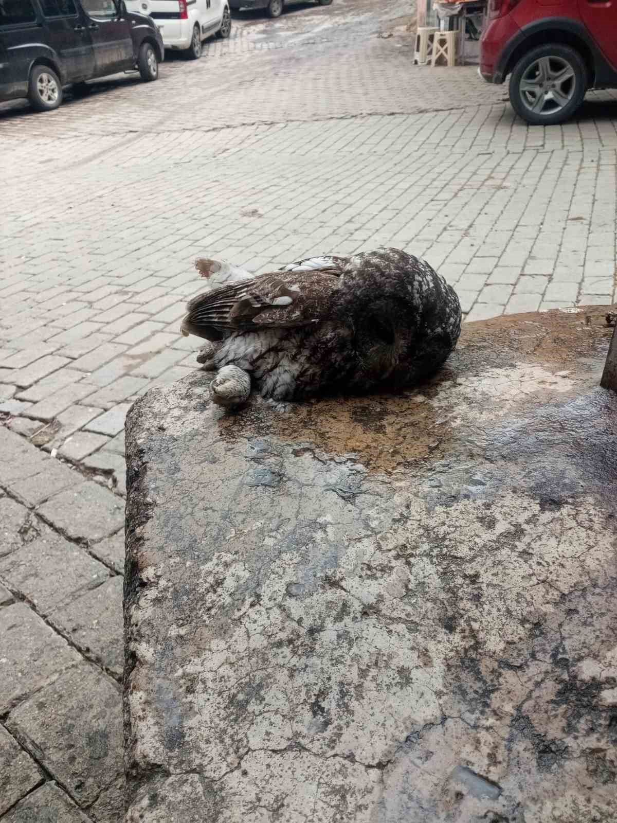 Kahvehane camına çarpan baykuş rehabilitasyona alındı
