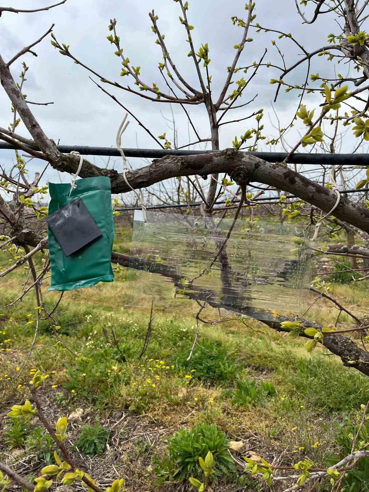 Kahverengi kokarca için tuzak takip çalışması
