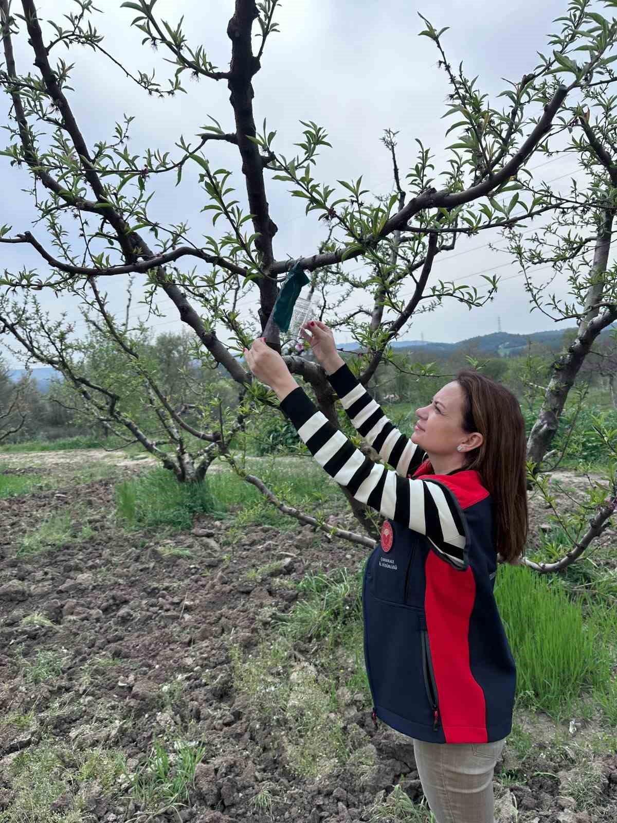 Kahverengi kokarca için tuzak takip çalışması
