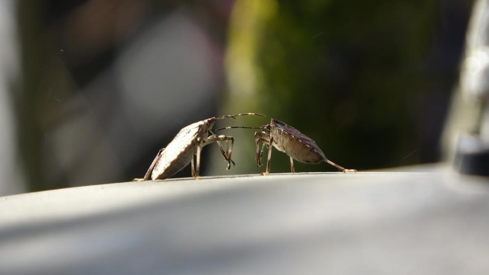 Kahverengi kokarca tehdidinde kritik dönem
