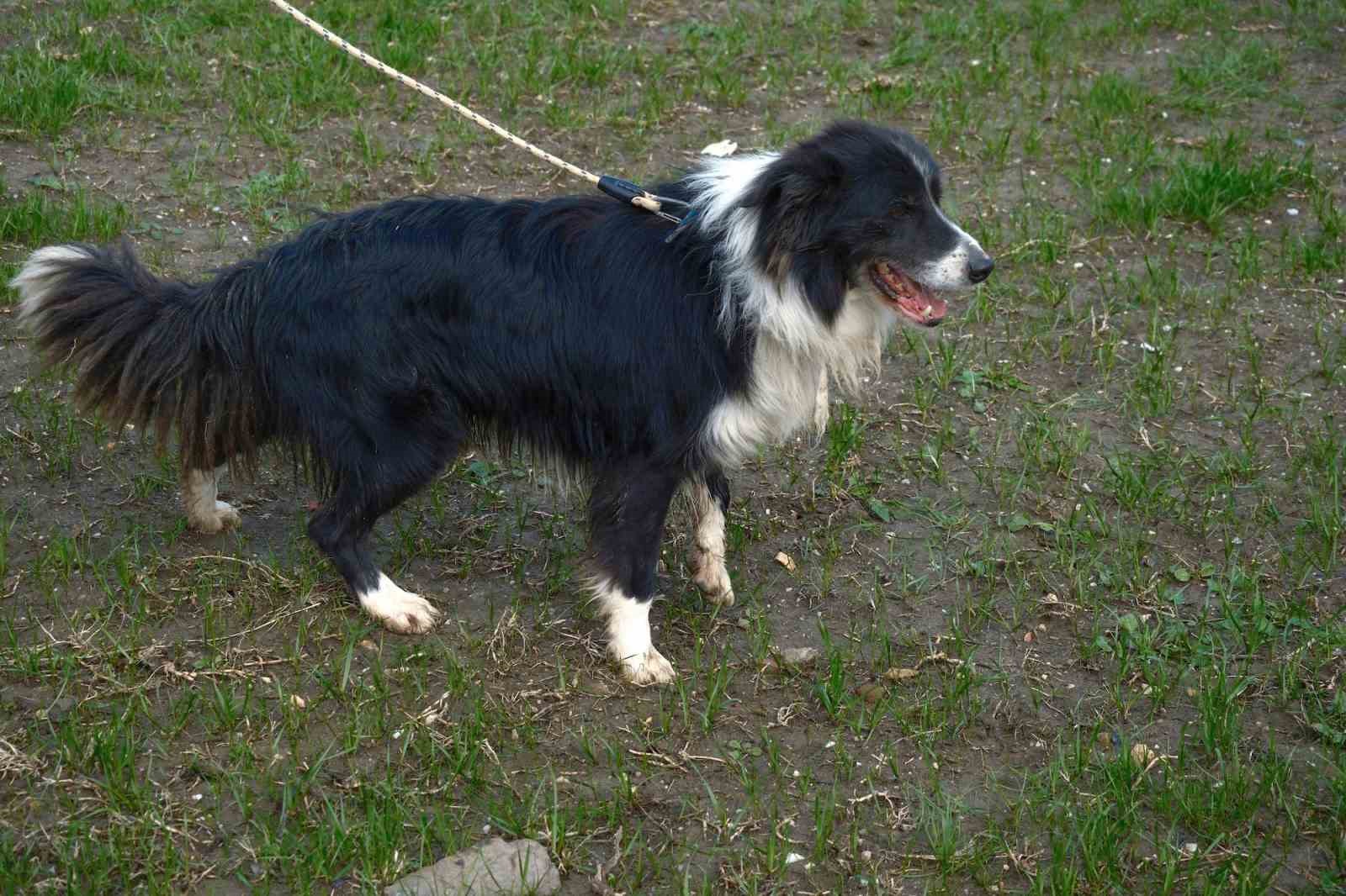 Kangal ve akbaştan sonra çobanlara hareketli ve heyecanlı yeni bir yardımcı geliyor
