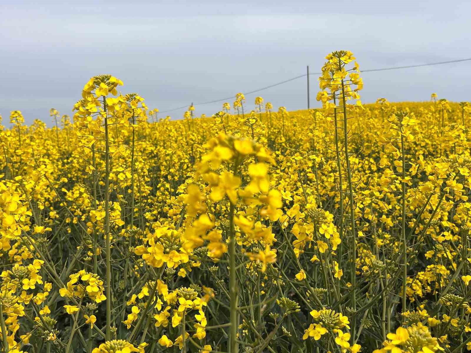 Kanola ilaçlamasında arıların korunması çağrısı
