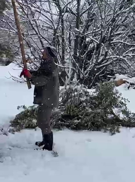 Kar ağırlığına dayanamayan ağaçlar zarar gördü
