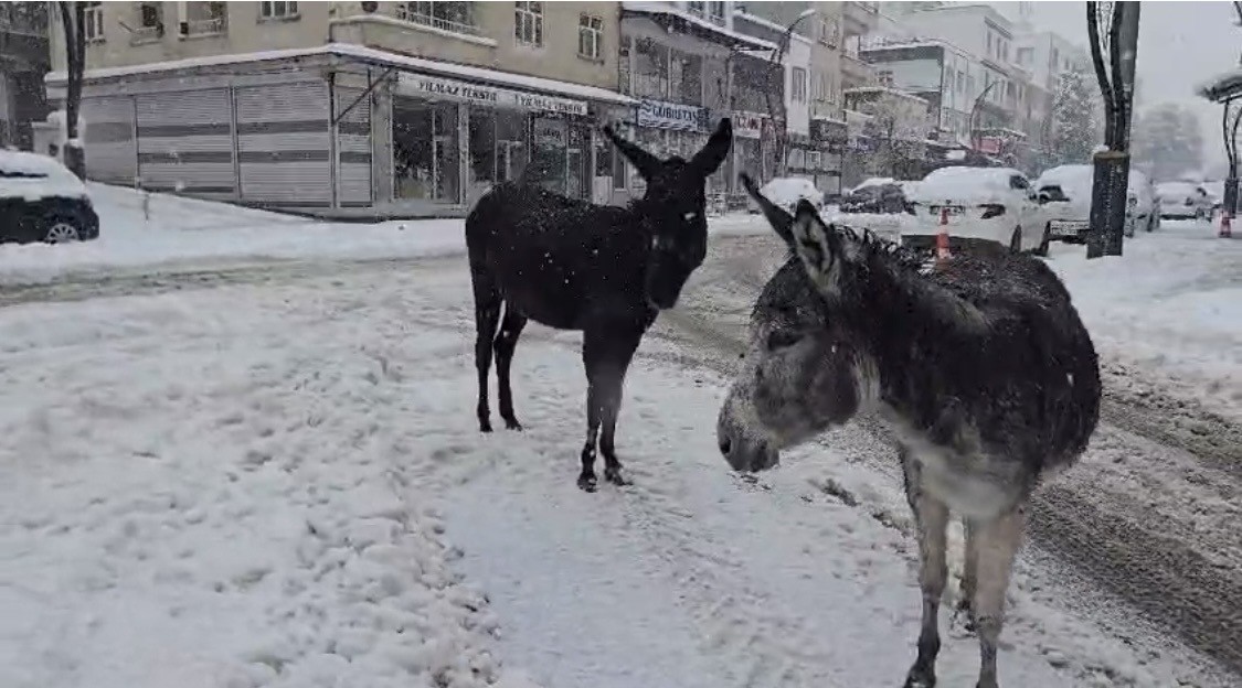 Kar altındaki eşekleri çiftliğine götürüp besledi
