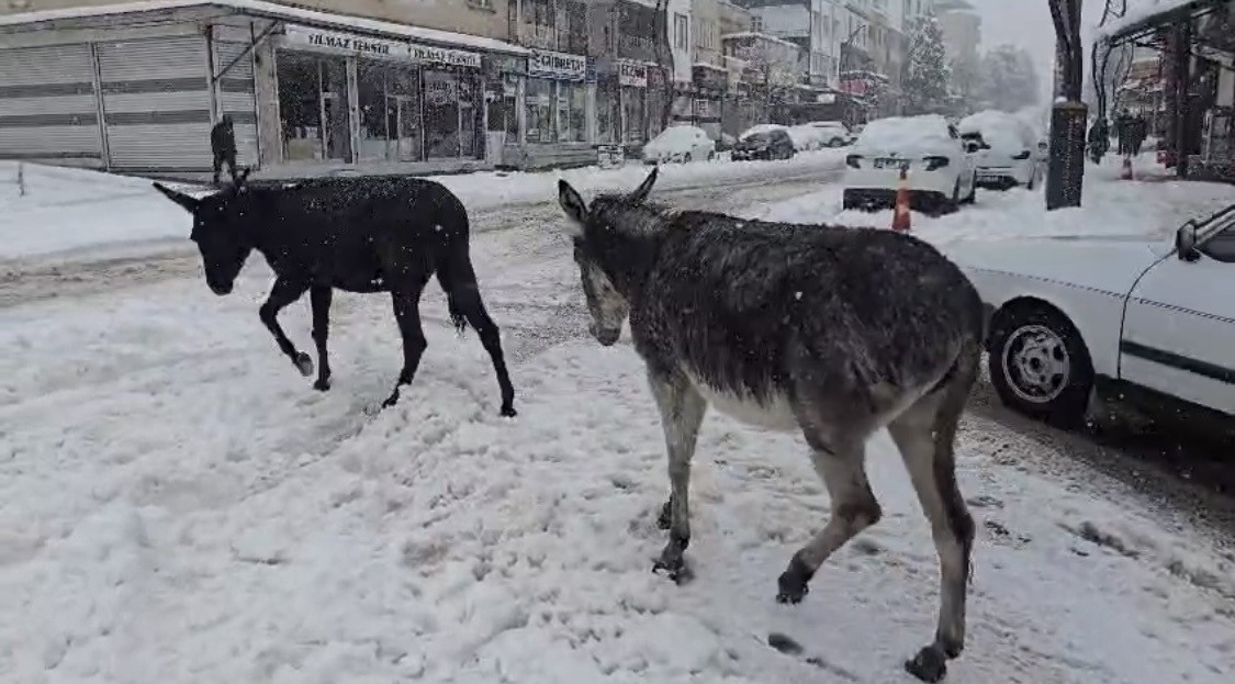 Kar altındaki eşekleri çiftliğine götürüp besledi
