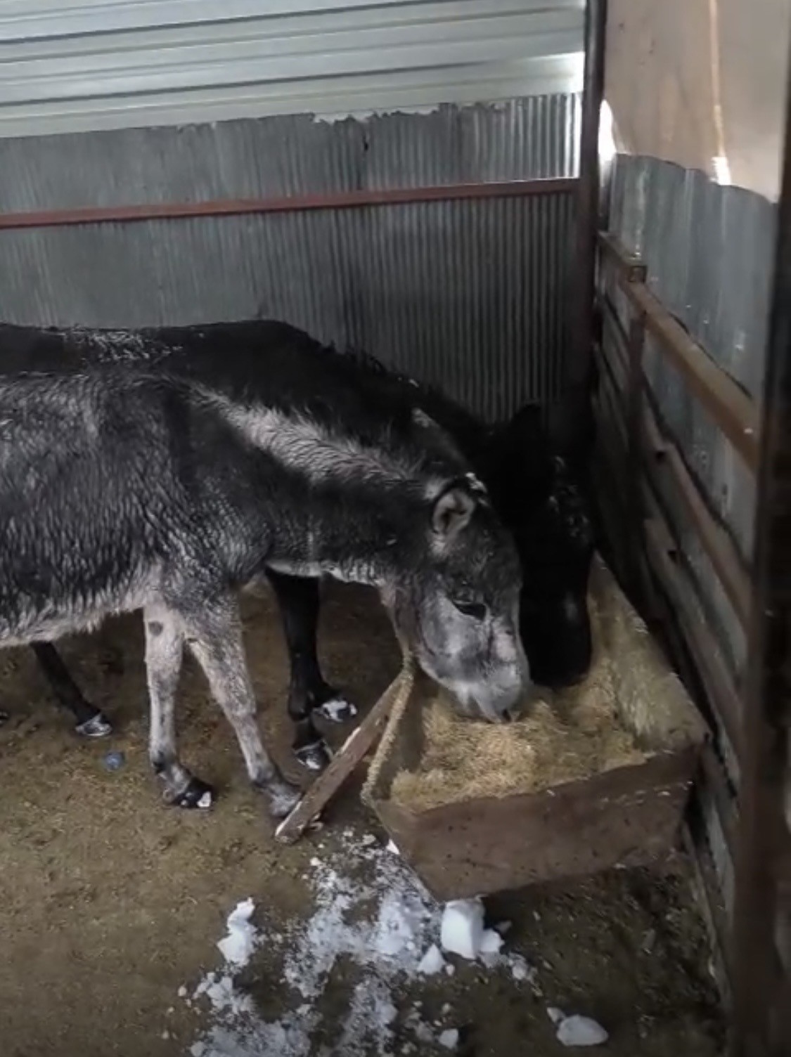 Kar altındaki eşekleri çiftliğine götürüp besledi
