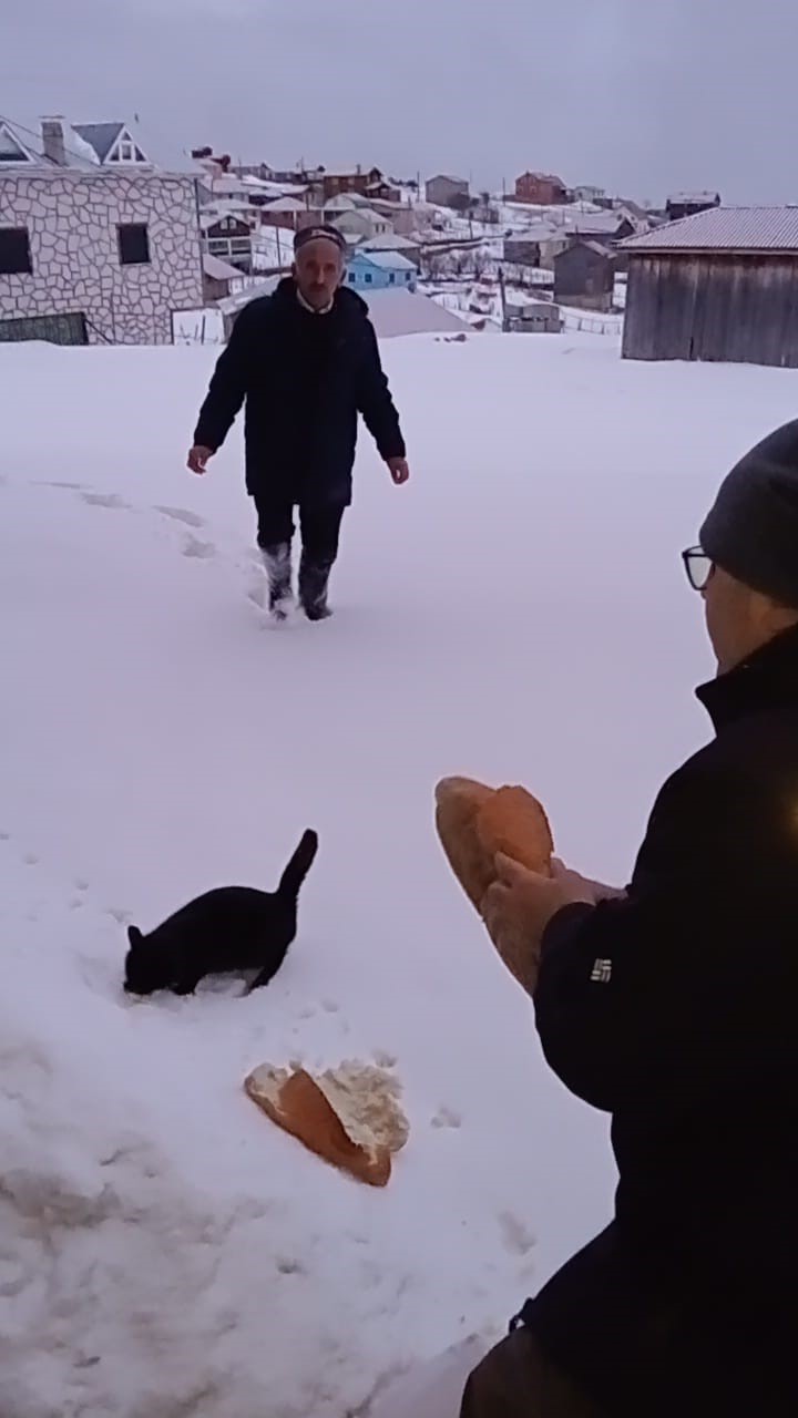 Kar altındaki yaylalarda hayvanlar için seferberlik
