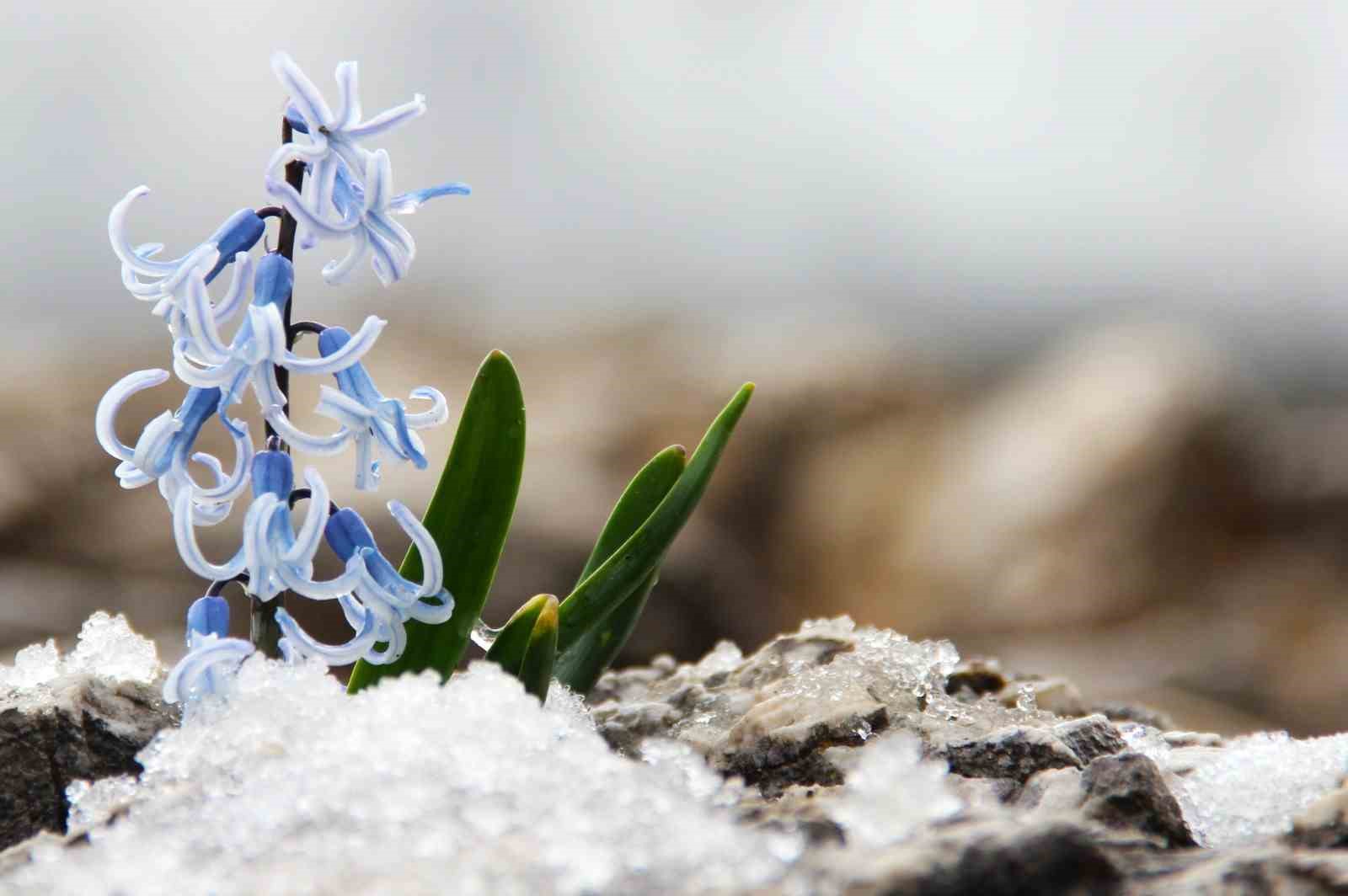 Kar altından çıkan kaya sümbülü görsel şölen sunuyor

