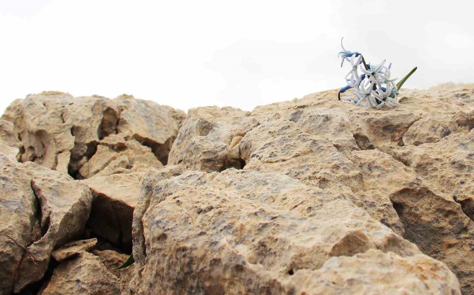 Kar altından çıkan kaya sümbülü görsel şölen sunuyor
