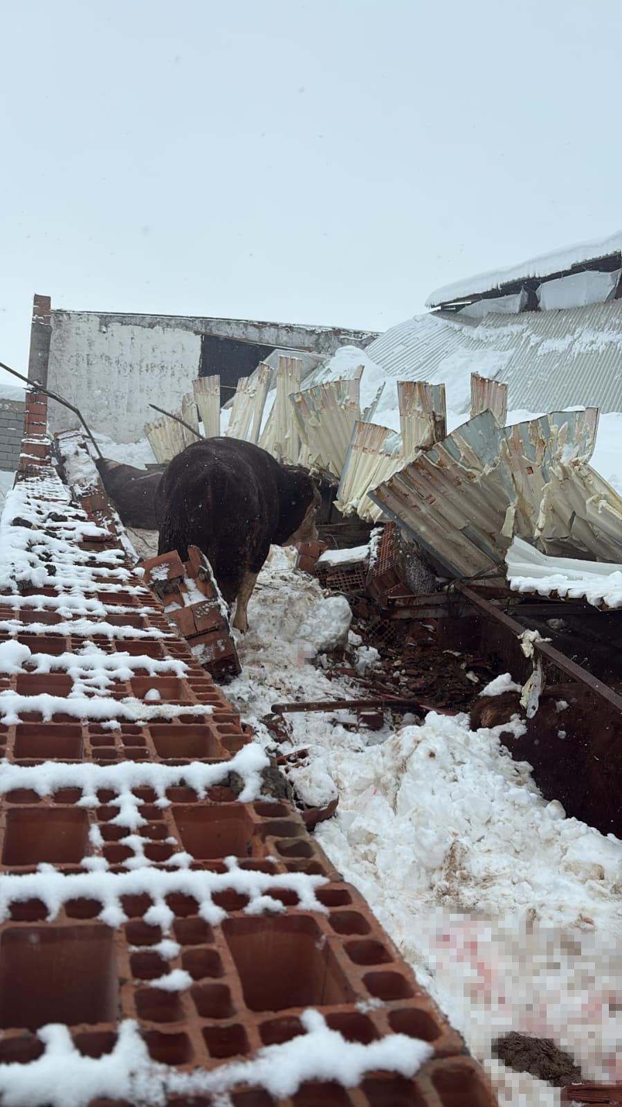Kar nedeni ile ahırın çatısı çöktü, 11 hayvan telef oldu
