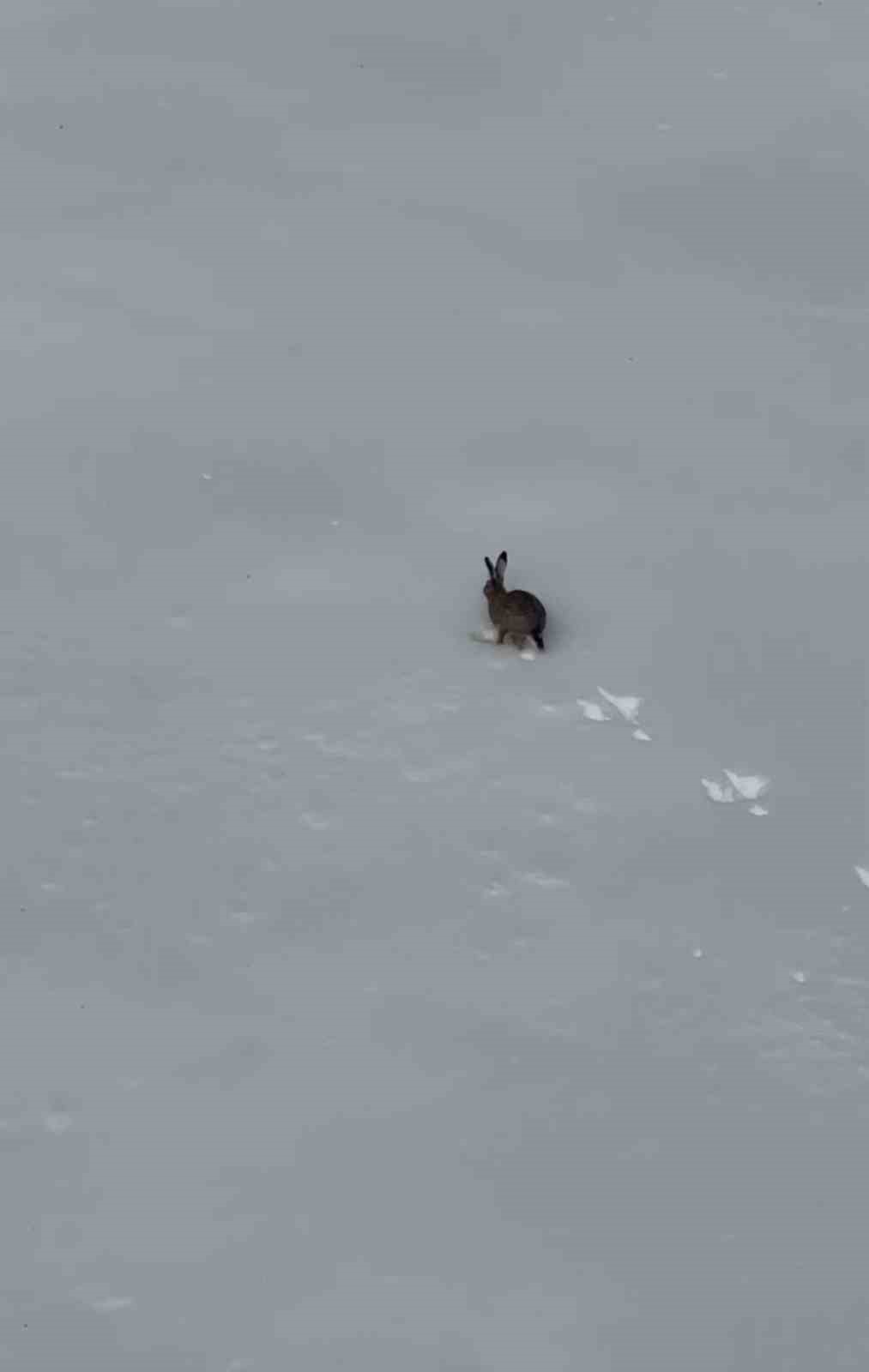 Kar üzerinde koşan yaban tavşanı görüntülendi
