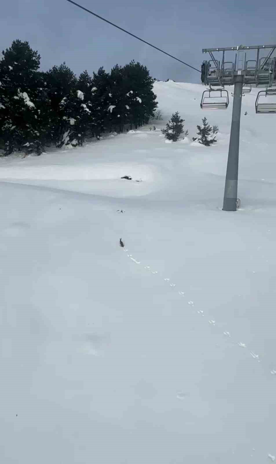 Kar üzerinde koşan yaban tavşanı görüntülendi
