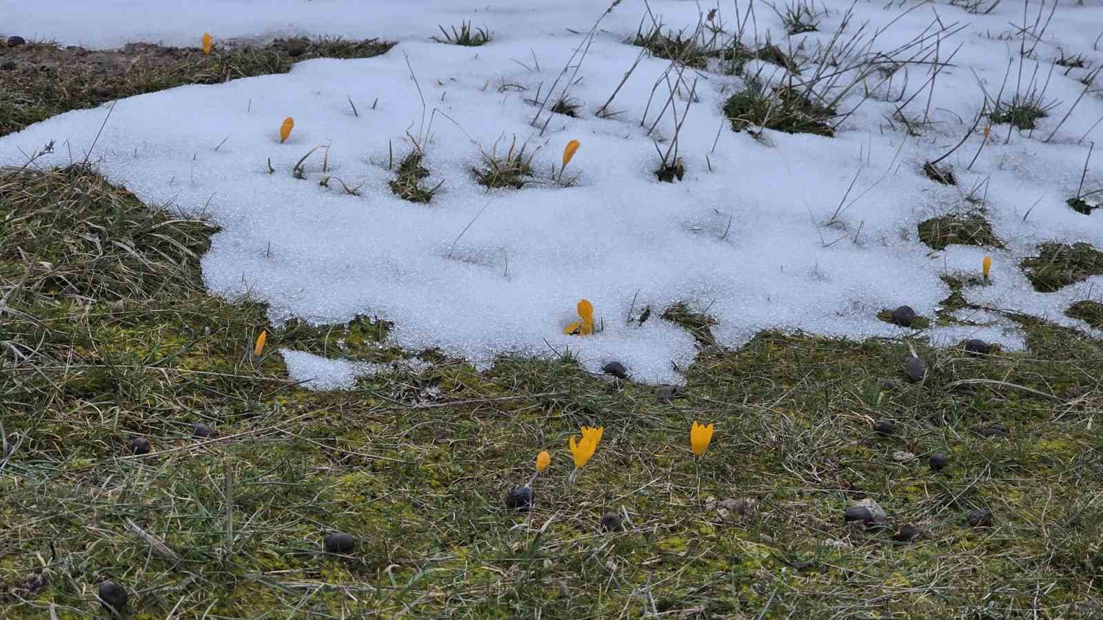 Kar ve çiçek açan çiğdemler yan yana
