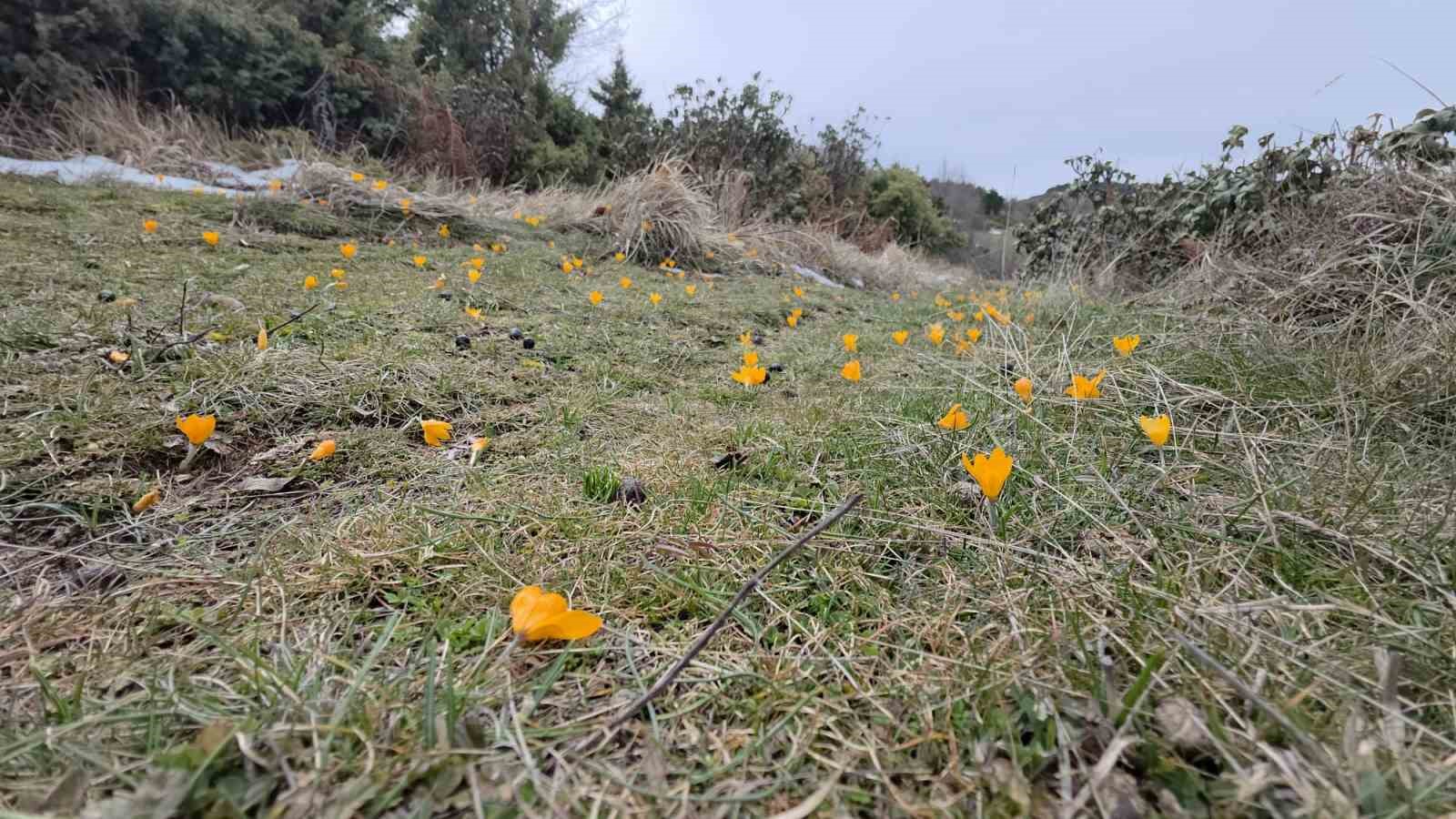 Kar ve çiçek açan çiğdemler yan yana
