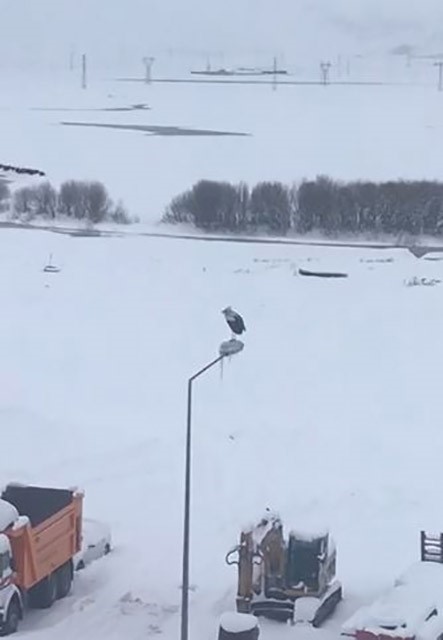 Kar ve soğuğa rağmen elektrik direğinde ayakta duran Leylek dikkat çekti
