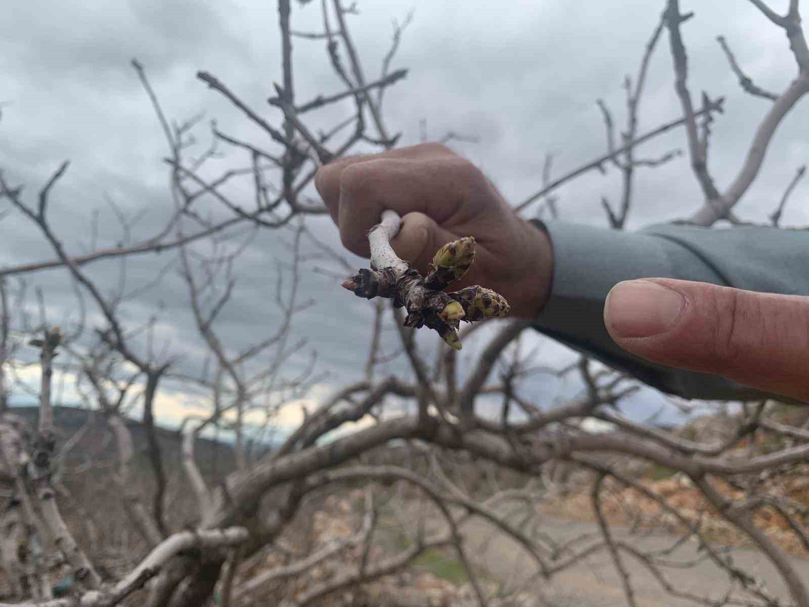 Kar ve yağmur bereketi: Antep fıstığında kuraklık endişesi geçti
Kar ve yağmur bereketi: Antep fıstığında kuraklık endişesi geçti