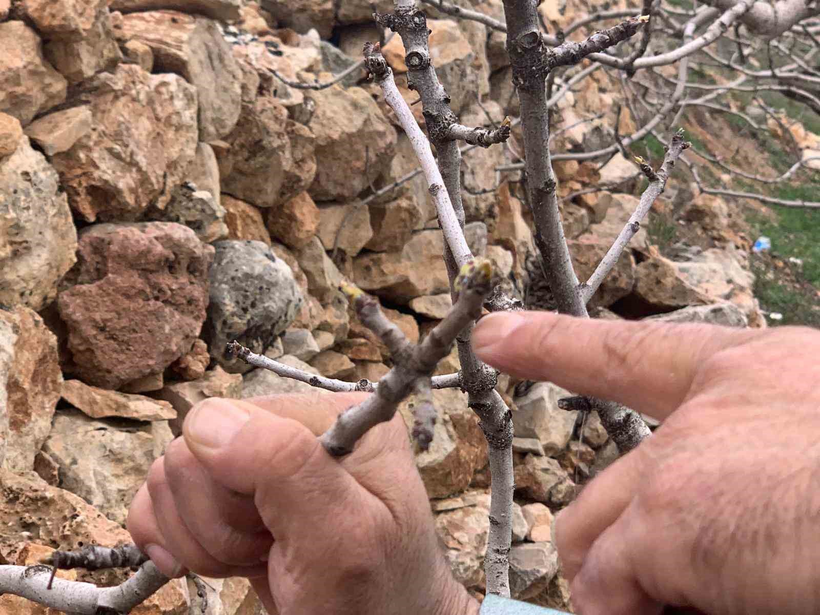 Kar ve yağmur bereketi: Antep fıstığında kuraklık endişesi geçti
Kar ve yağmur bereketi: Antep fıstığında kuraklık endişesi geçti