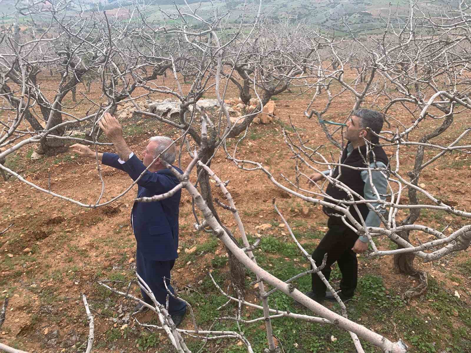 Kar ve yağmur bereketi: Antep fıstığında kuraklık endişesi geçti
Kar ve yağmur bereketi: Antep fıstığında kuraklık endişesi geçti