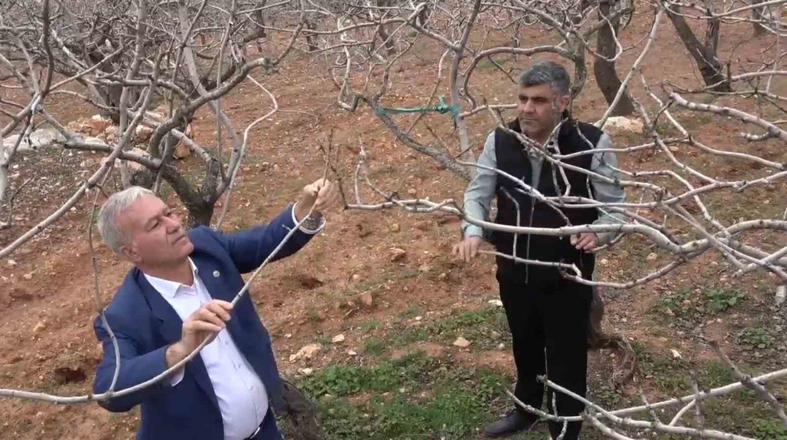 Kar ve yağmur bereketi: Antep fıstığında kuraklık endişesi geçti
Kar ve yağmur bereketi: Antep fıstığında kuraklık endişesi geçti