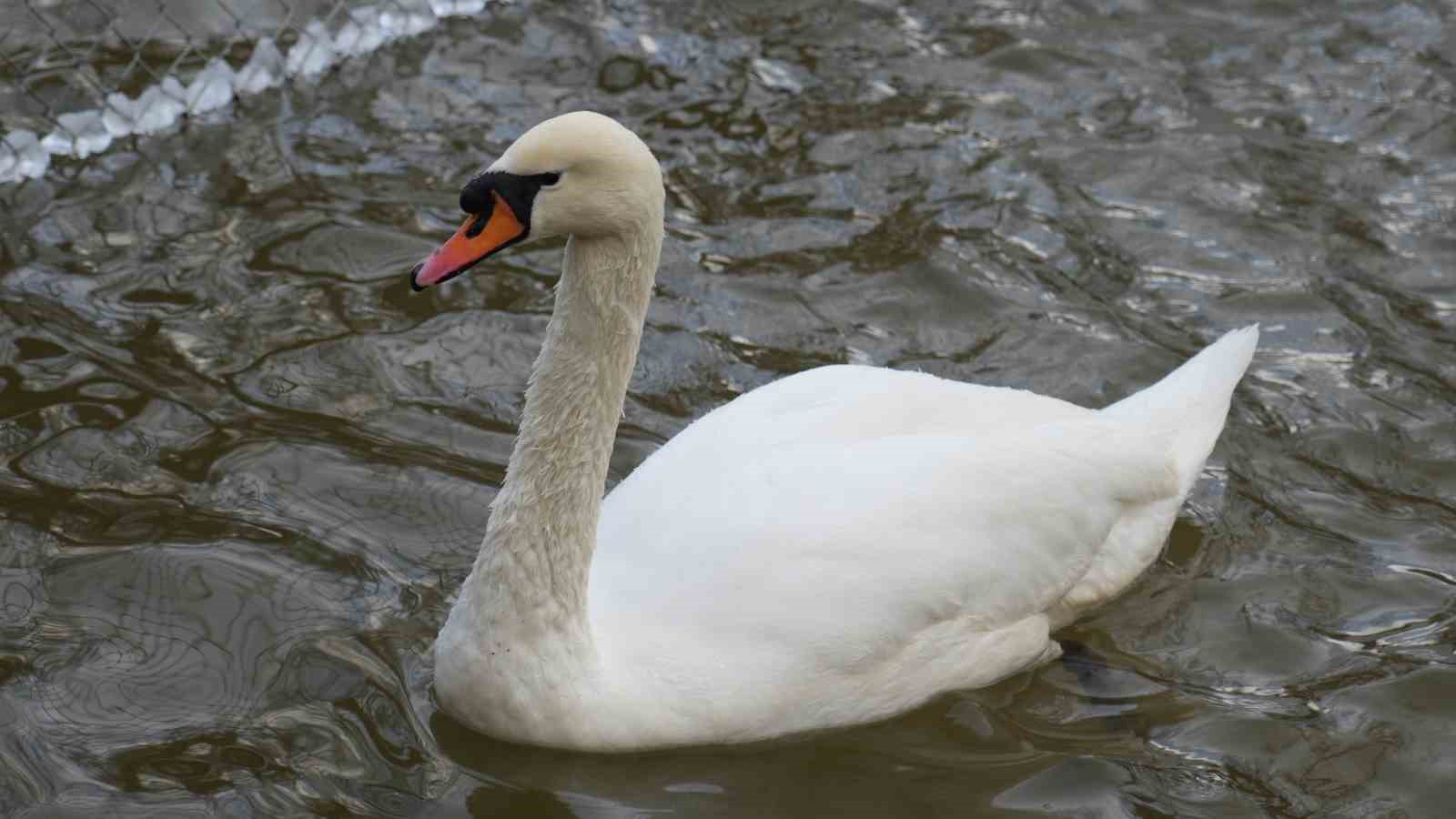 Kar yağışını fırsata çeviren Ankaralılar parklara akın etti
