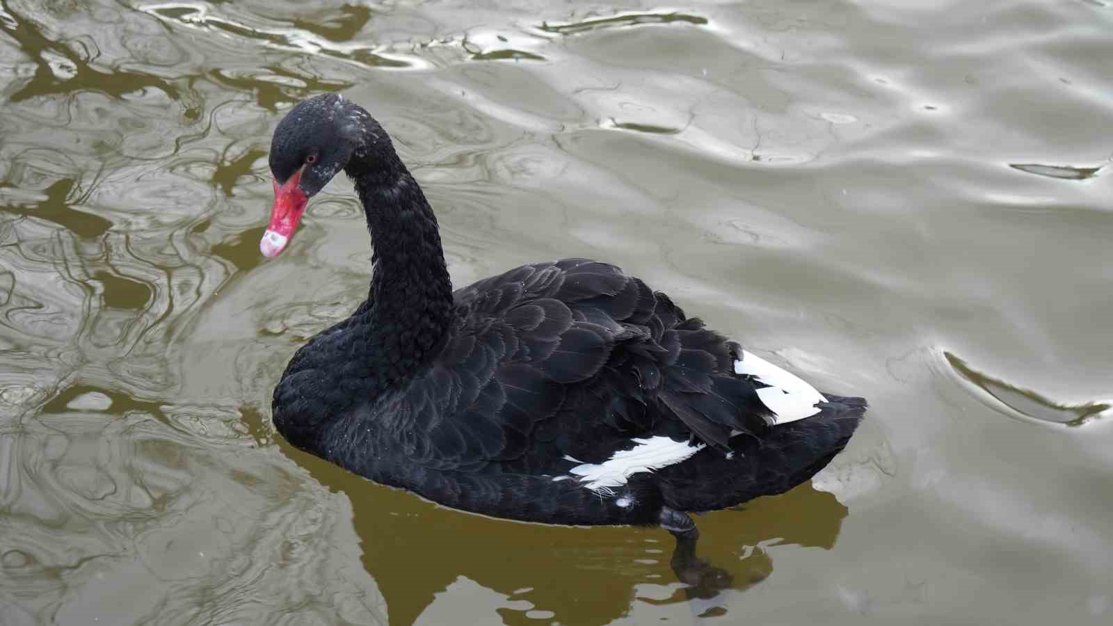 Kar yağışını fırsata çeviren Ankaralılar parklara akın etti
