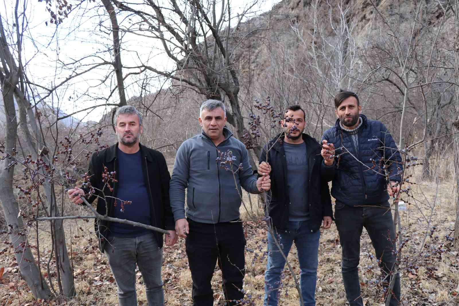 Kara hurmayı Şubat ayında dalından yiyorlar
