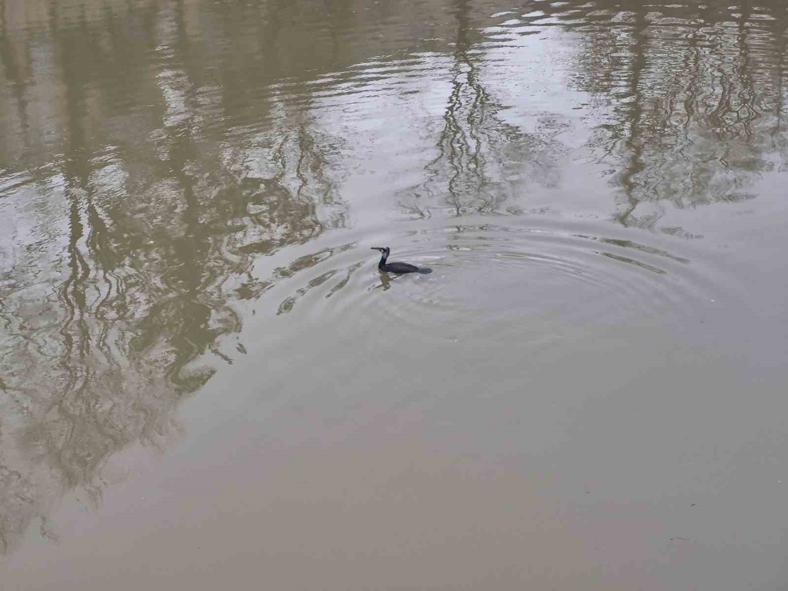Karabatak kuşu Porsuk Çayı’nda avlanmaya çalıştı

