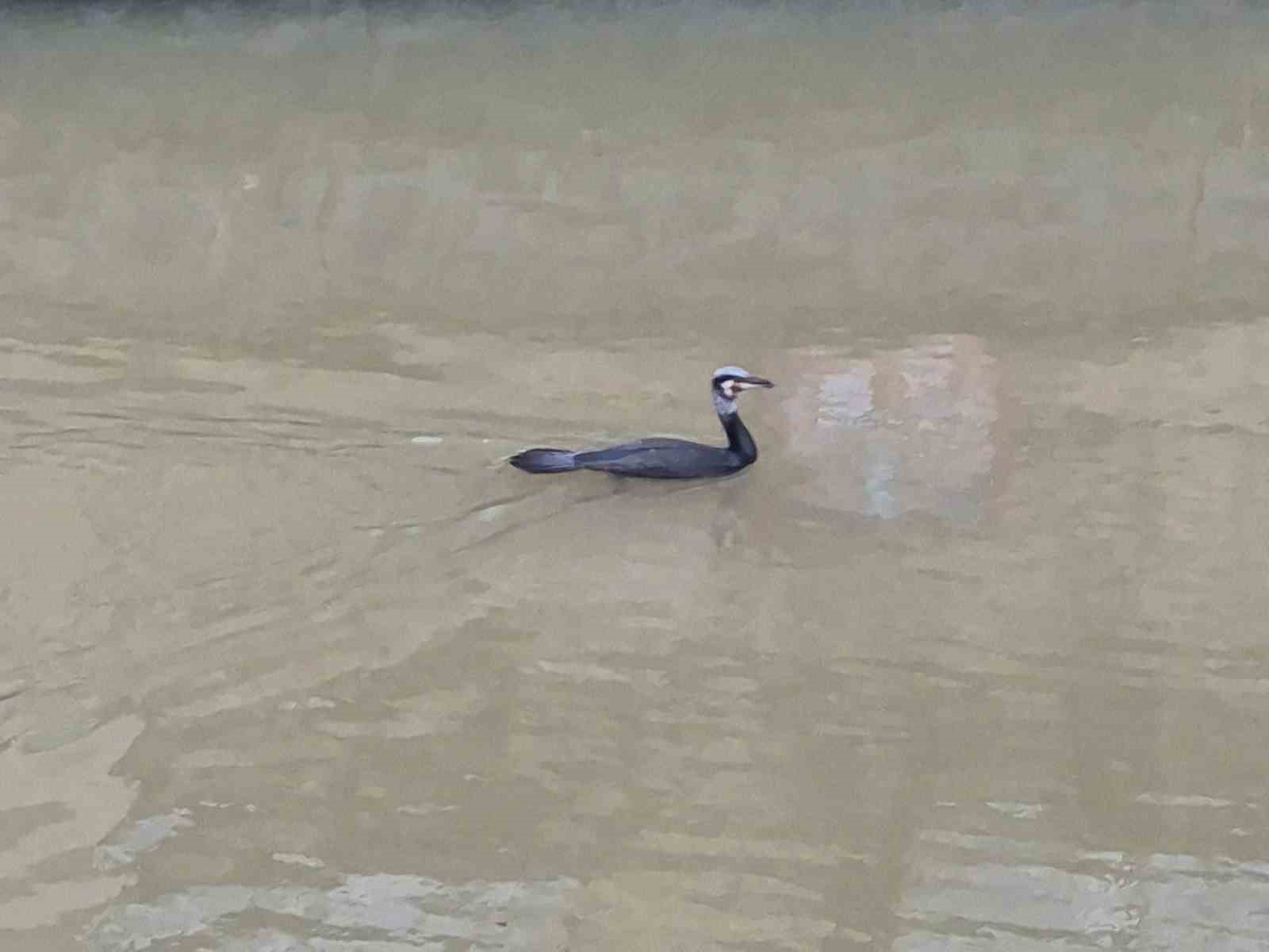 Karabatak kuşu Porsuk Çayı’nda avlanmaya çalıştı
