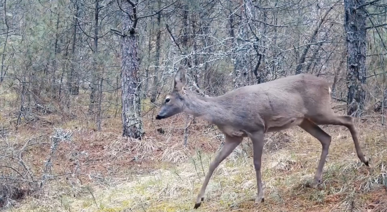 Karabük ormanlarının zarif sakinleri böyle görüntülendi
