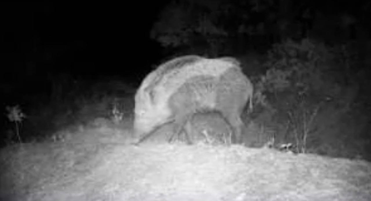 Karabük’te fotokapan yaban hayatını gözler önüne serdi
