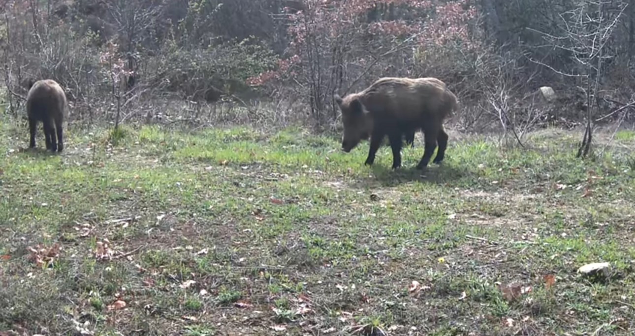 Karabük’te vaşak, domuzlar ve tavşan fotokapanla görüntülendi
