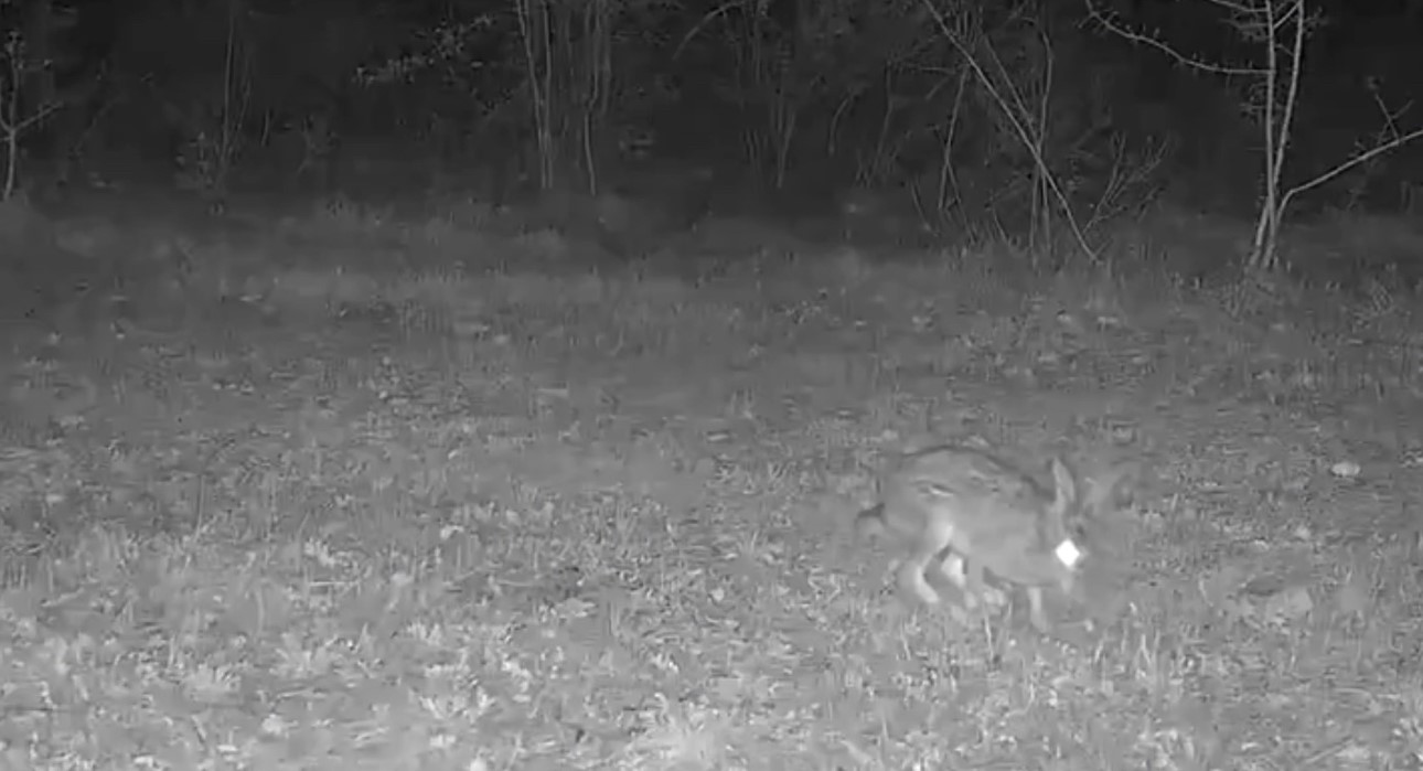 Karabük’te vaşak, domuzlar ve tavşan fotokapanla görüntülendi
