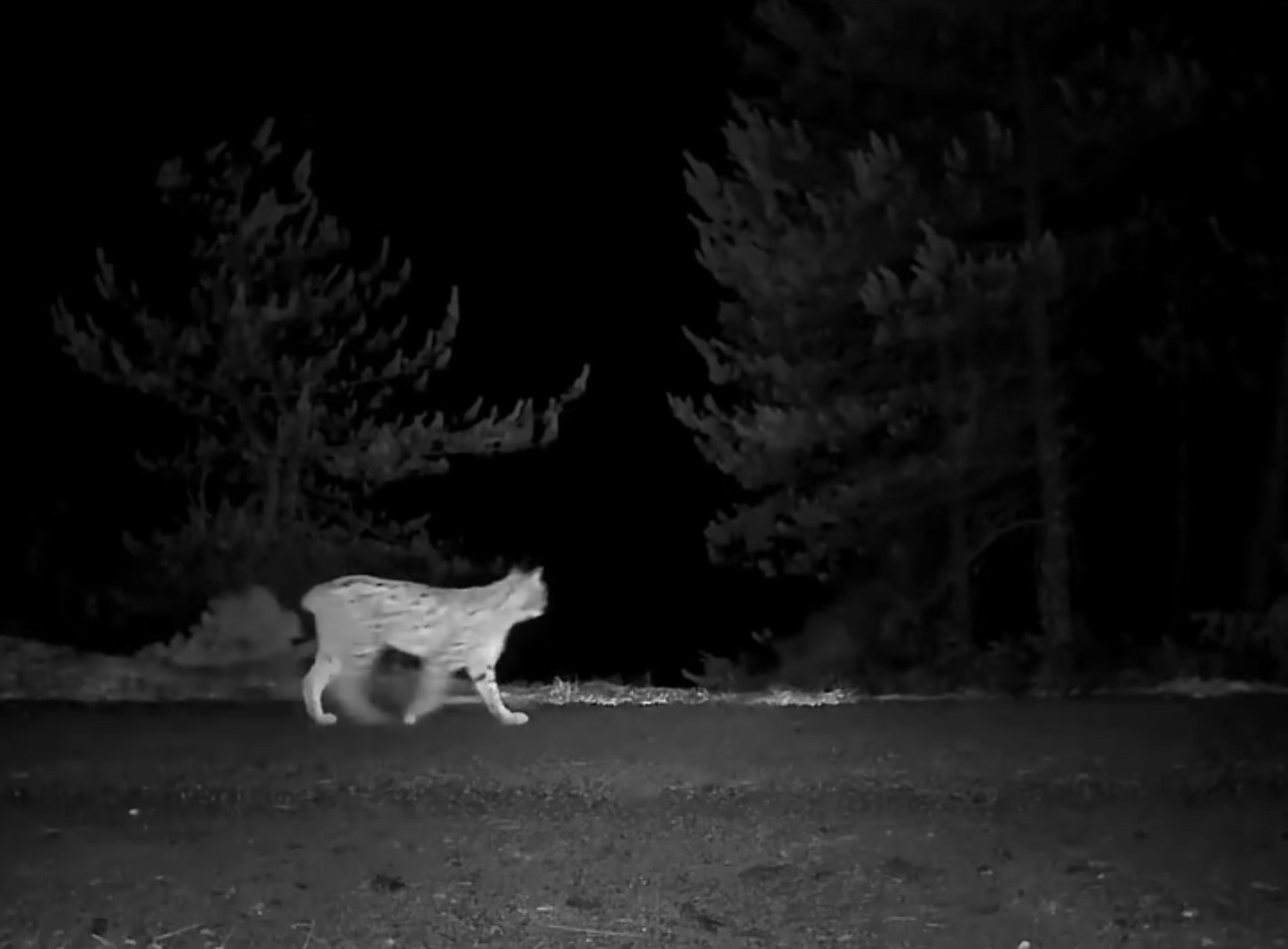 Karabük’te vaşak fotokapanla görüntülendi
